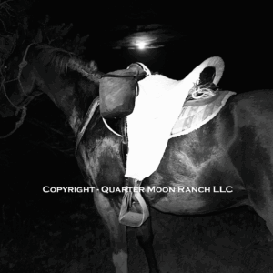 Saddled Horse under Moon
