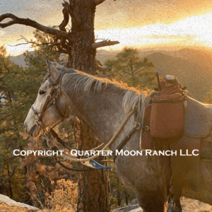 Grey Ghost in the Gila